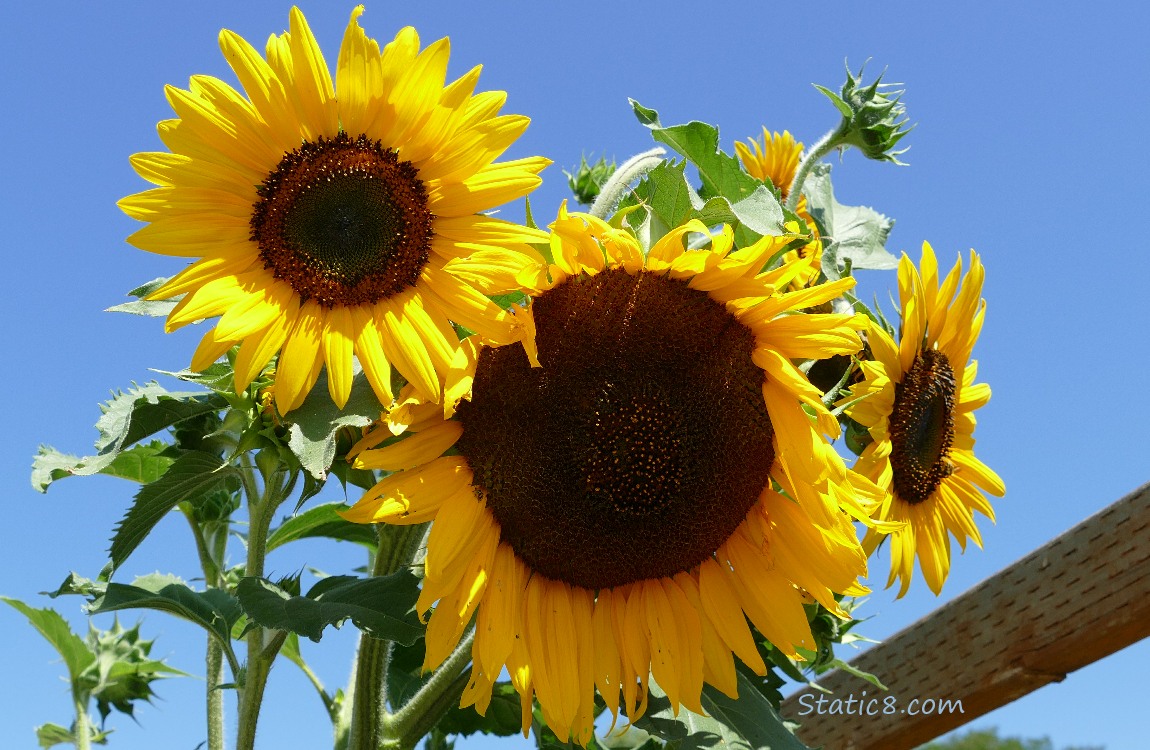 Sunflower blooms and a blue sky