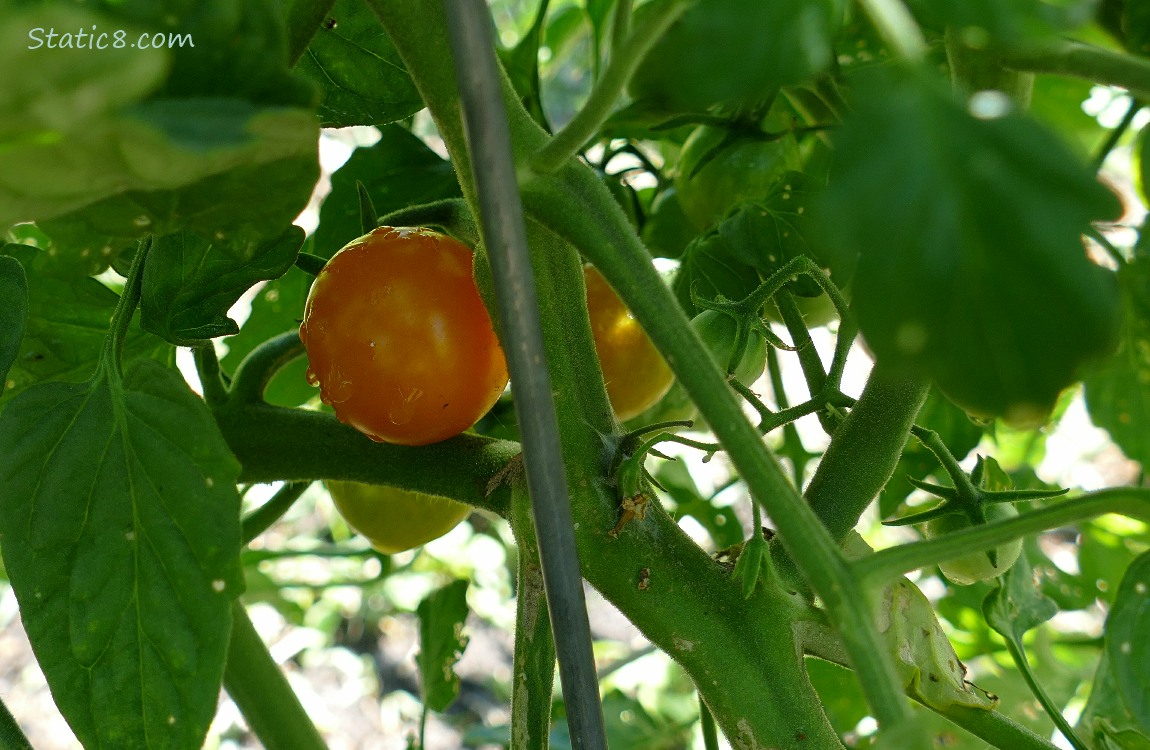 Ripening cherry tomatoes on the vine