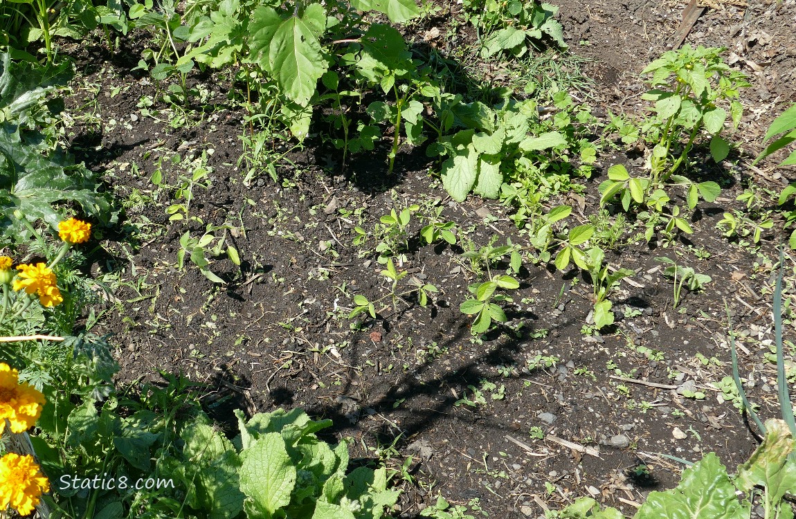 Garden plot