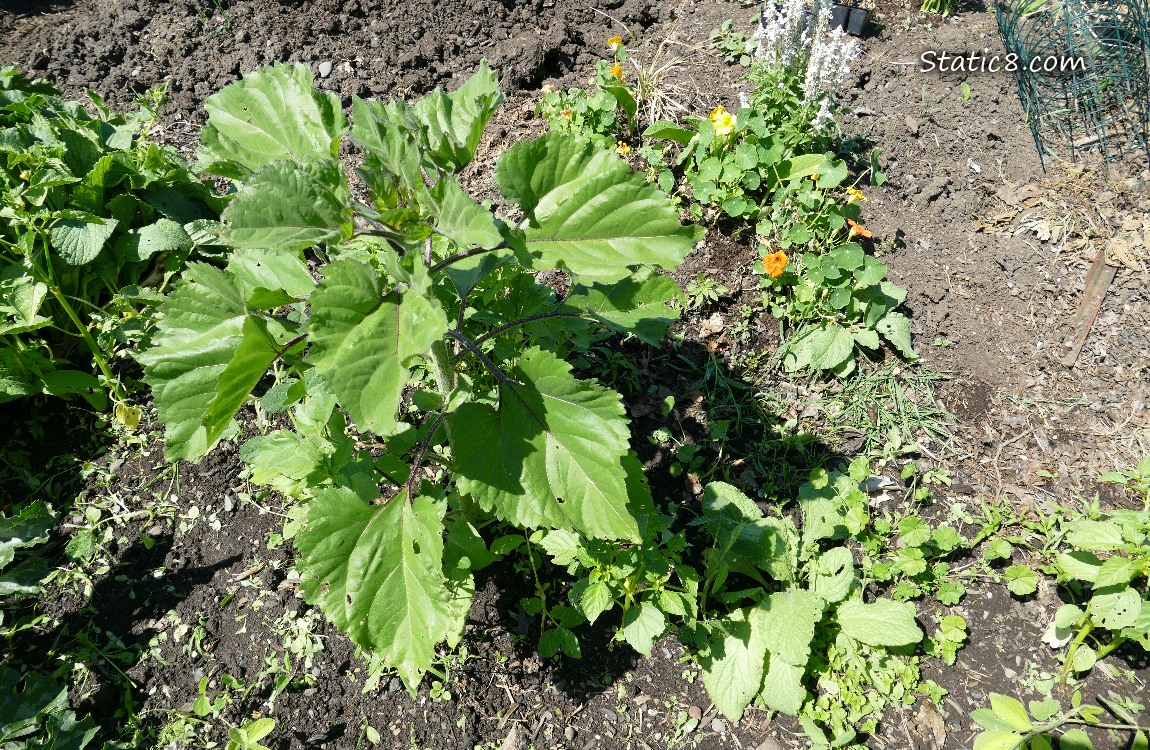 Sunflower growing