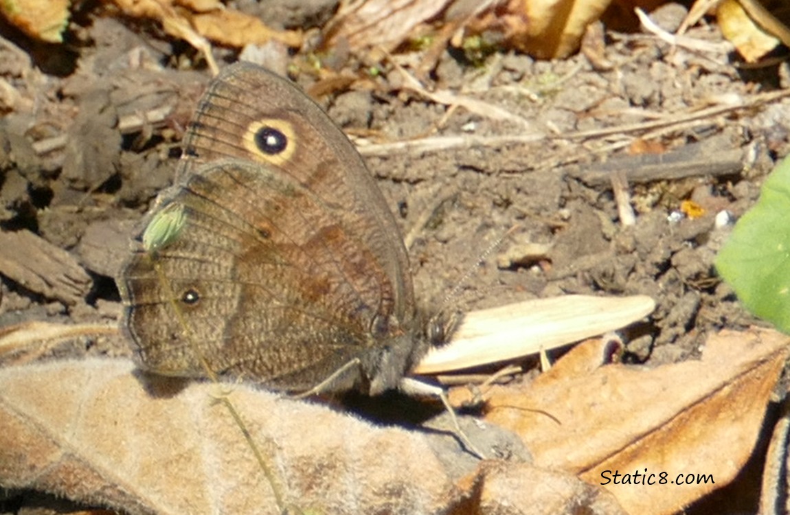 Wood Nymph butterfly standing on the ground