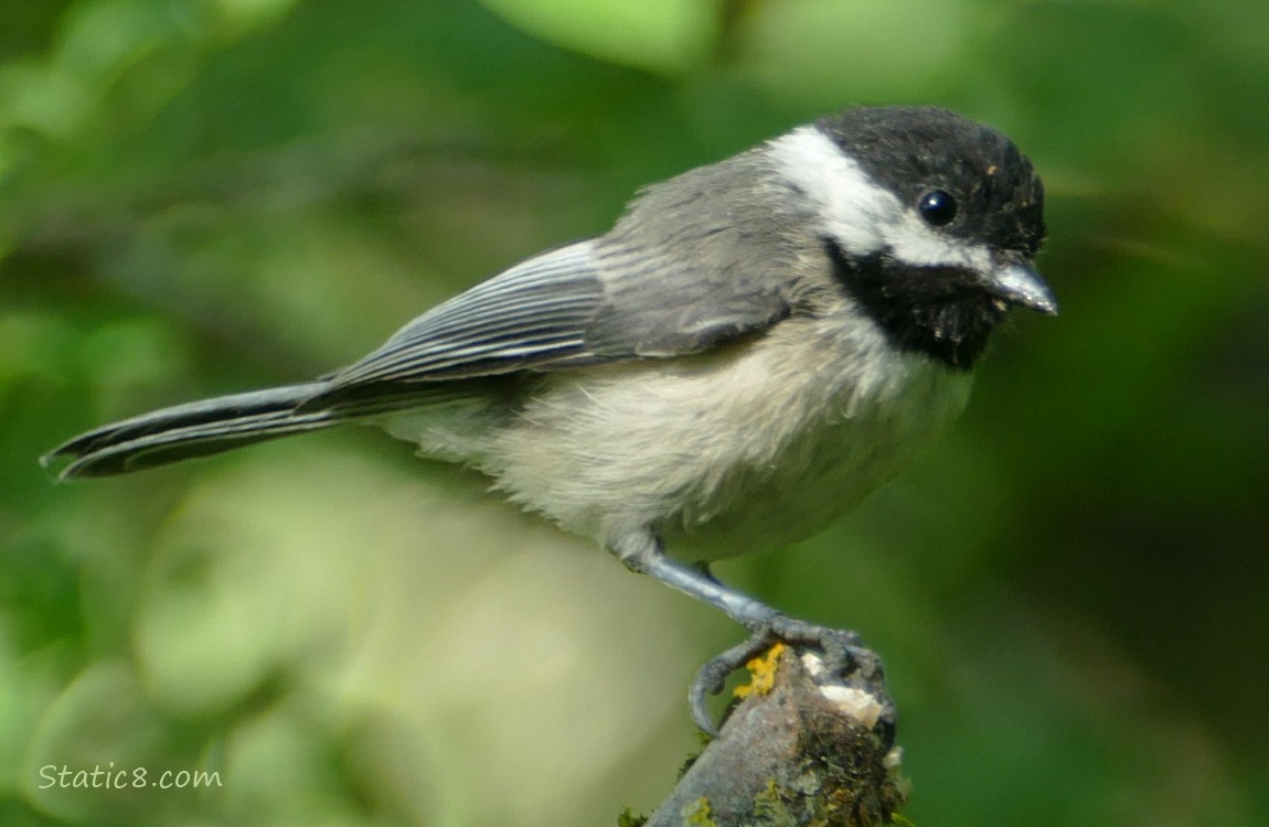 Chickadee standing on a stick