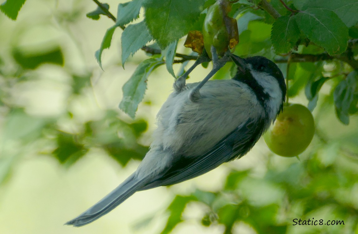 Chickadee hanging from a fruit