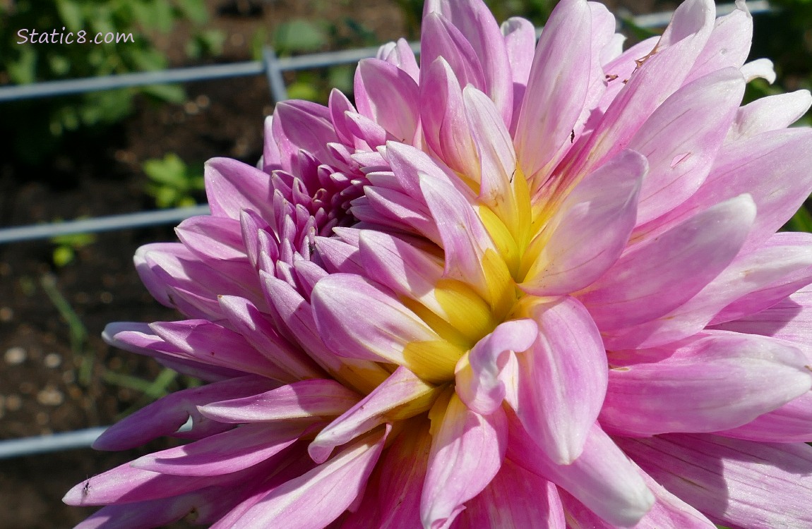 Pink Dahlia bloom