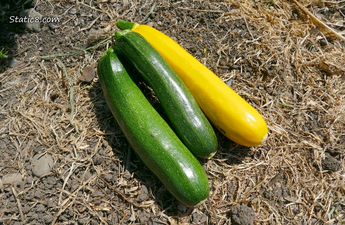 Green and yellow Zucchinis harvested and lying on the ground