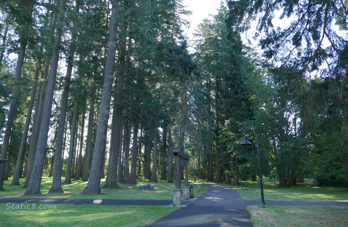 Paths thru Douglas Fir trees