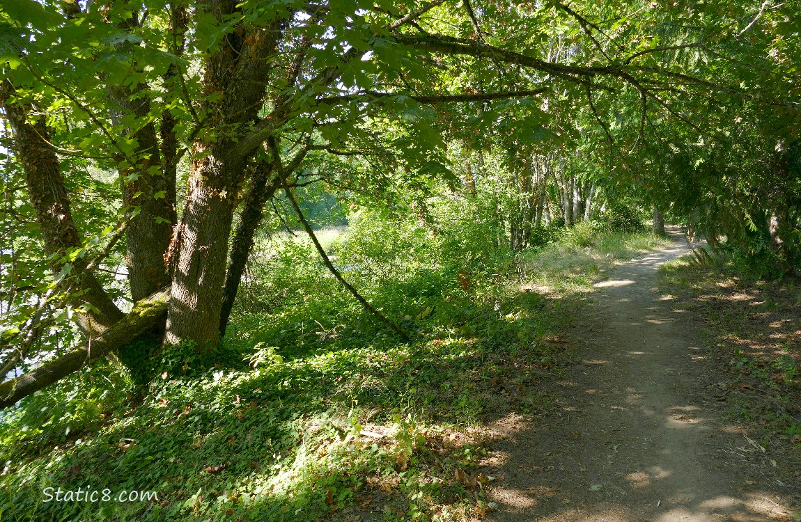 Path thru the trees