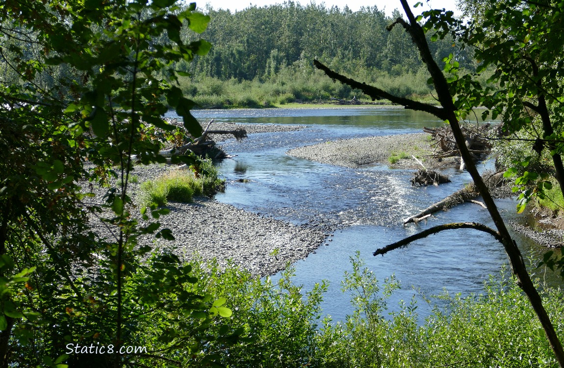 River thru the trees