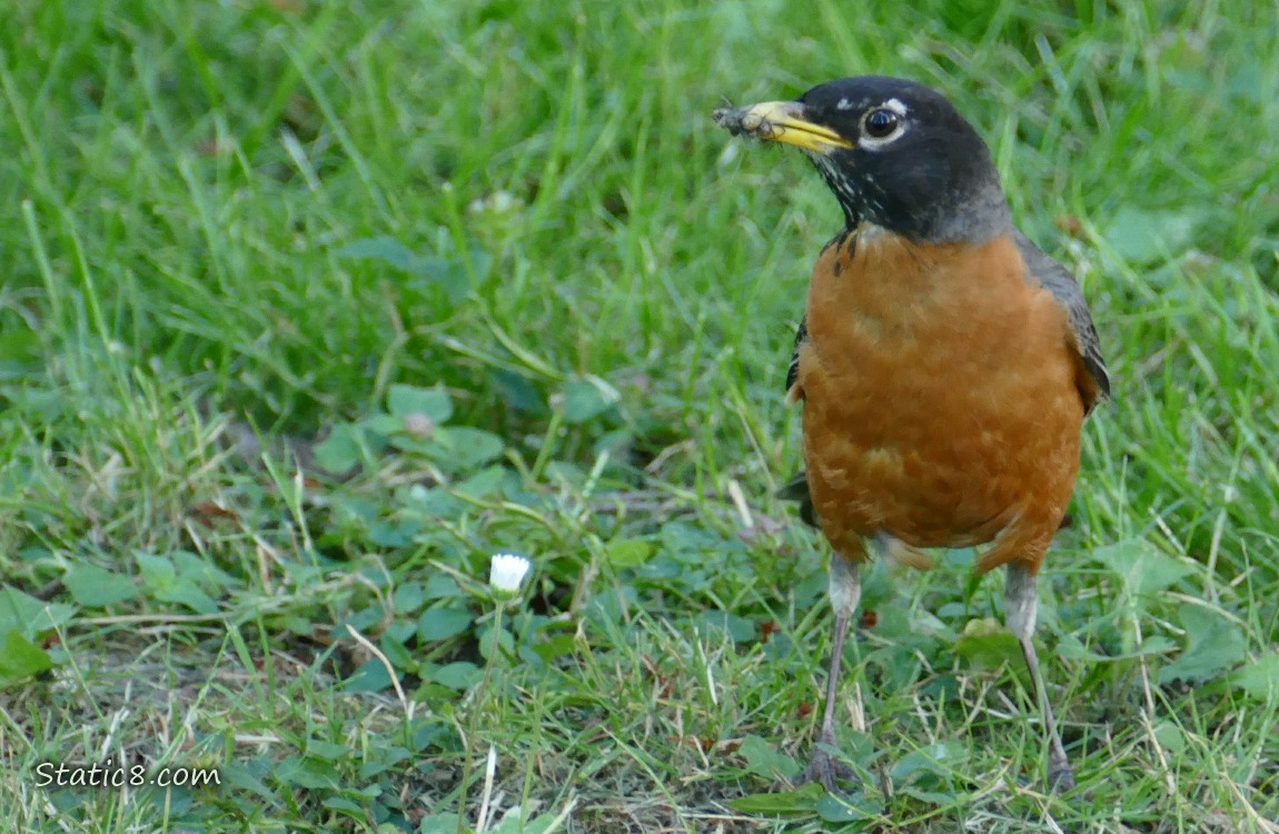 Robin standing in the grass with a bug in their beak