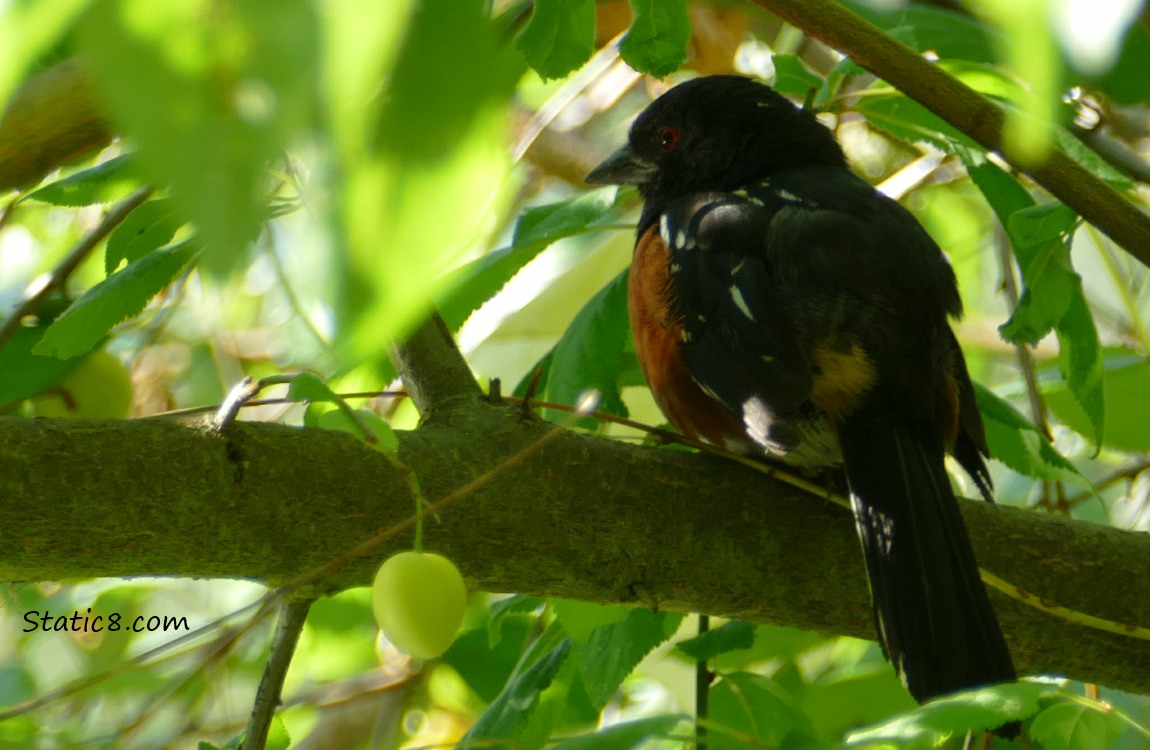 Spotted Towhee standing on a branch, surrounded by leaves