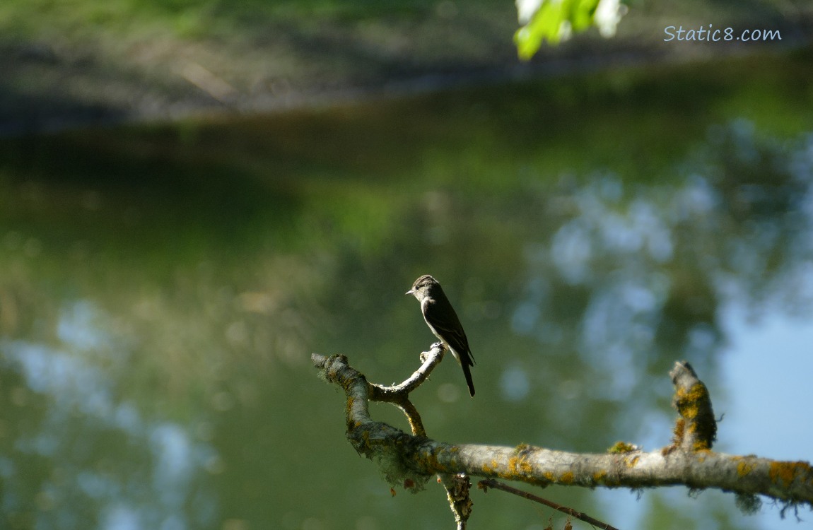 Wood Pewee at the end of a bare branch over the river