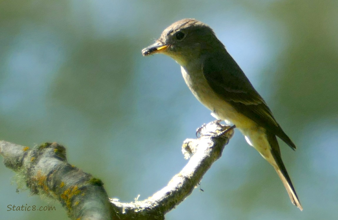 Wood Pewee, standing on a branch with a bug in their beak