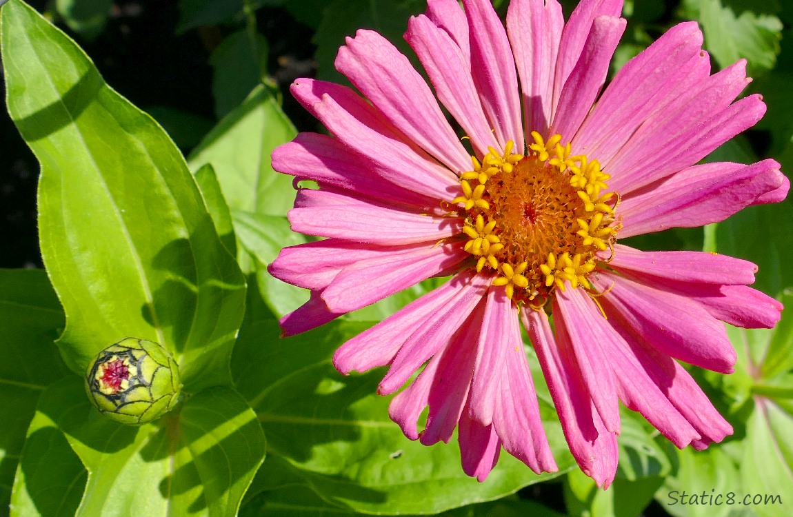 Pink Zinnia bloom