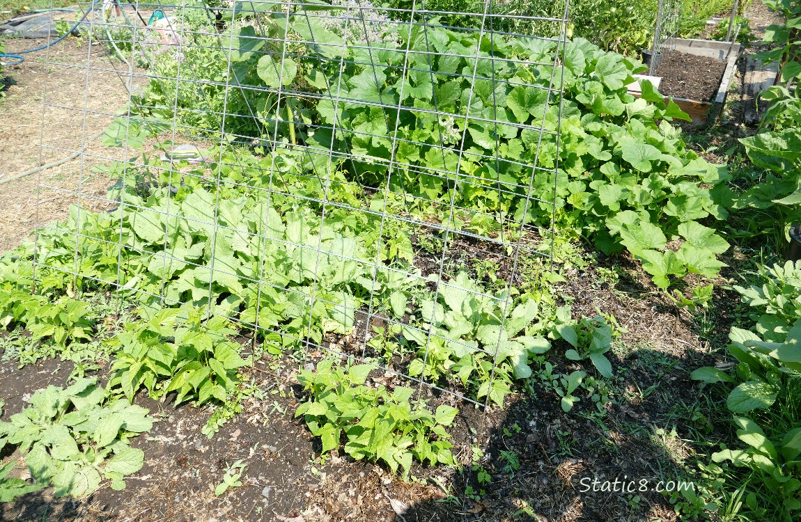 Garden Plot