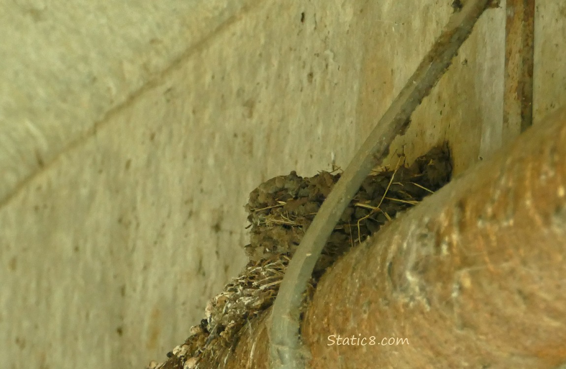 Empty Barn Swallow nest