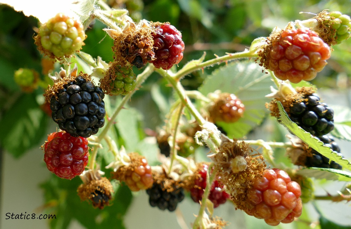 Blackberry fruits in various stages of ripening on the vine