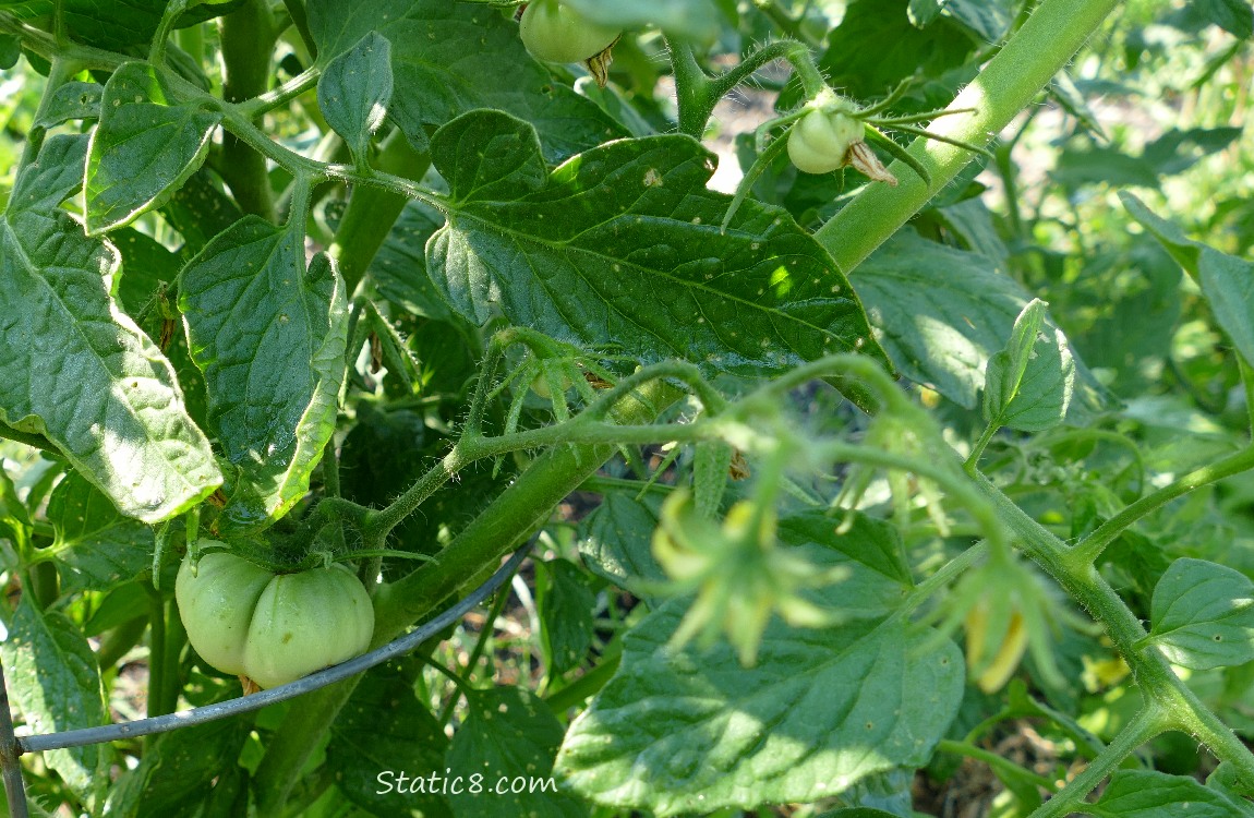 Green Tomatoes on the vine