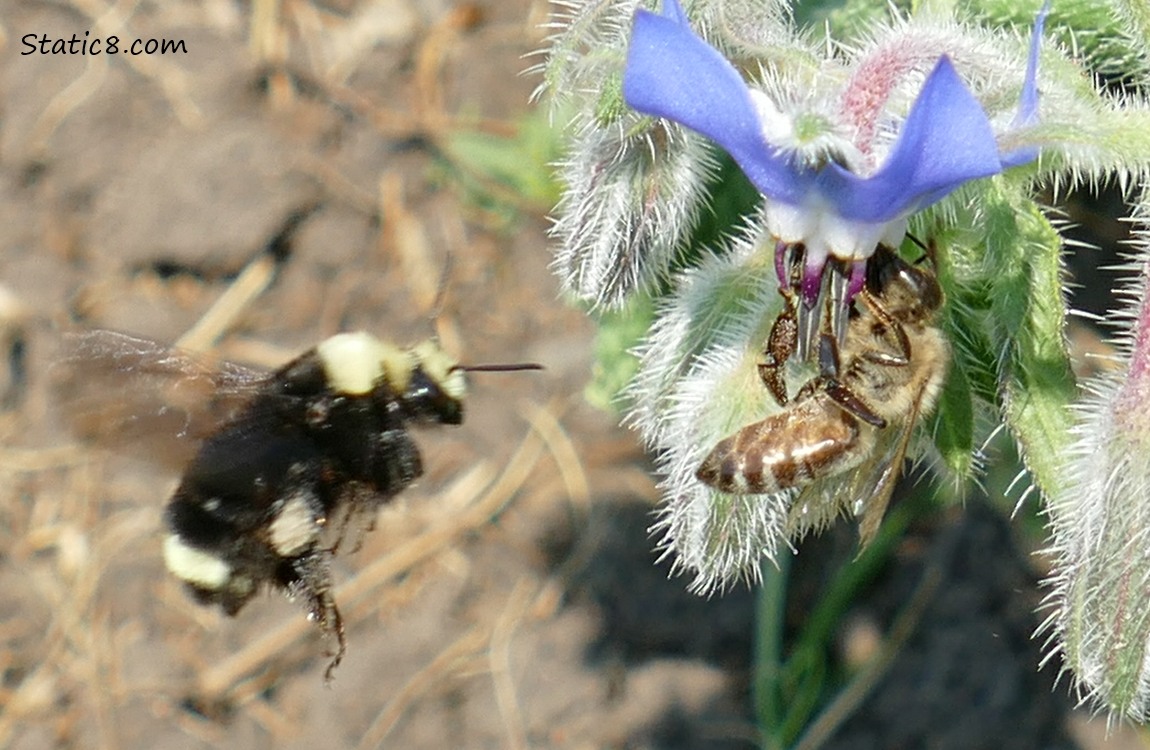 Bumblebee flying and Honey Bee on a Borage Bloom