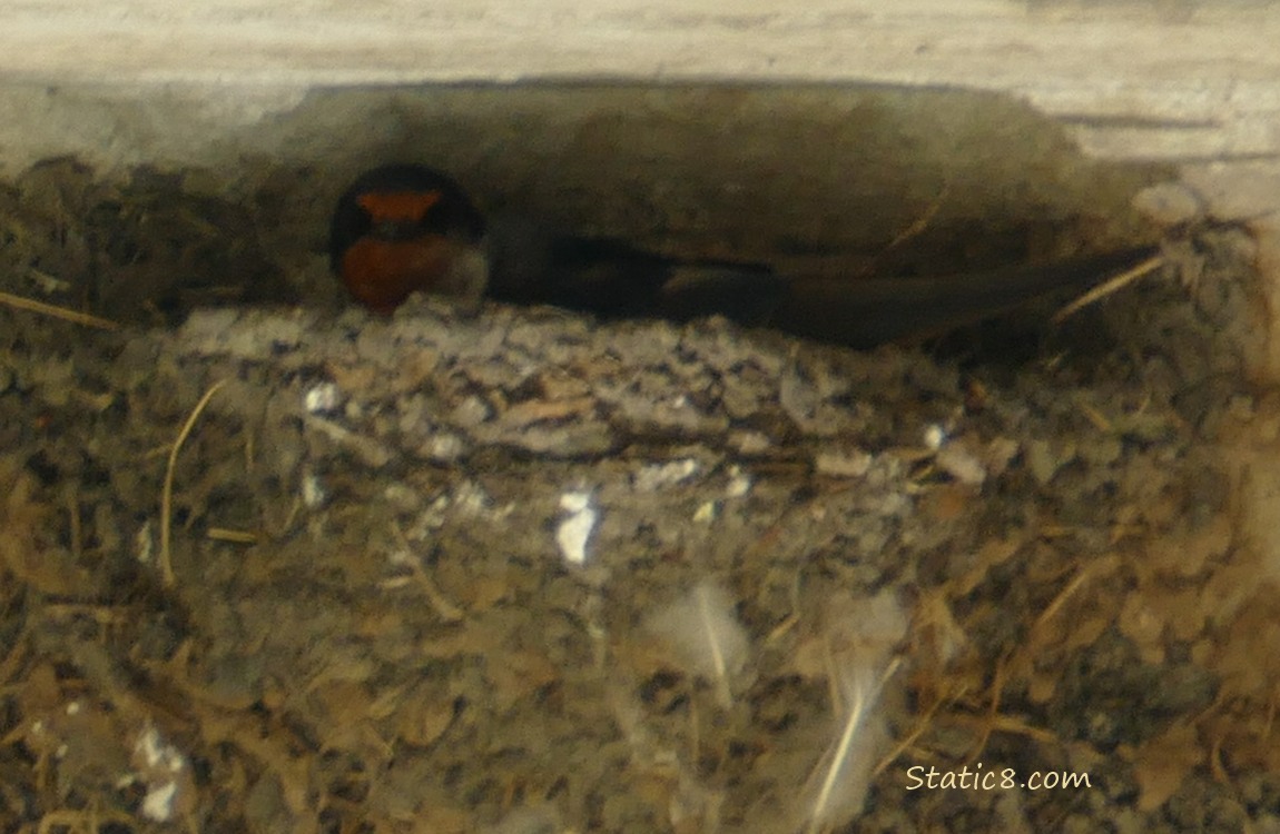 Barn Swalling in a nest