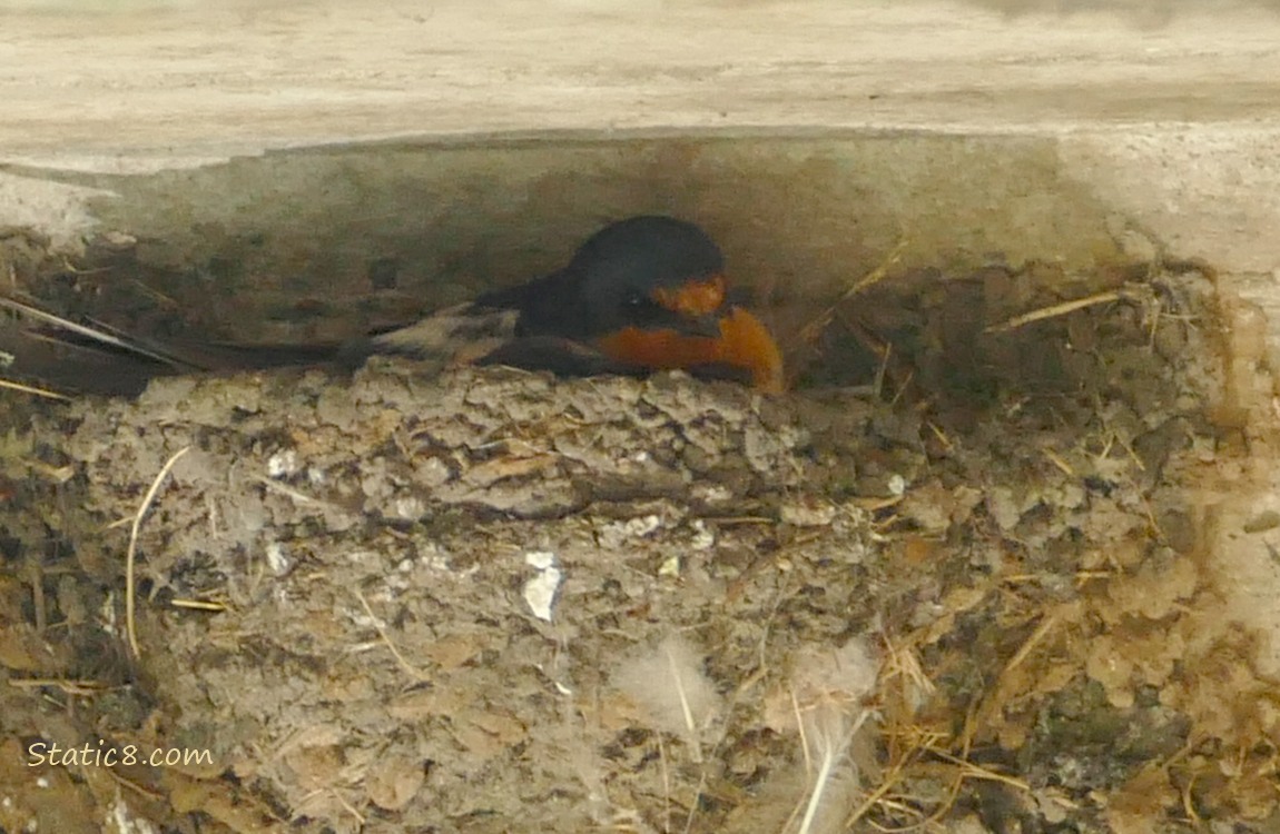 Barn Swallow sitting in a nest