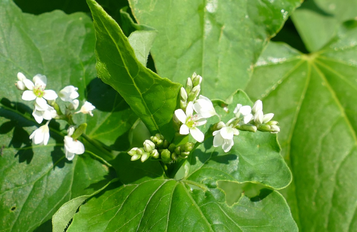 Buckwheat blooms