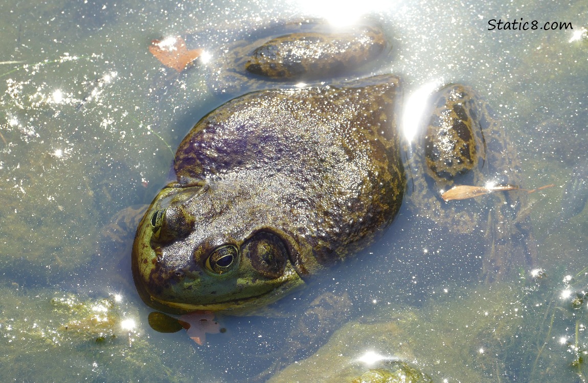 Bullfrog floating in the water