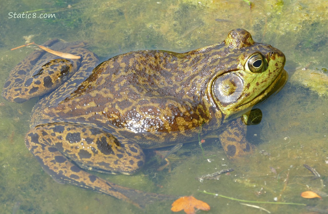 Bullfrog floating in the water