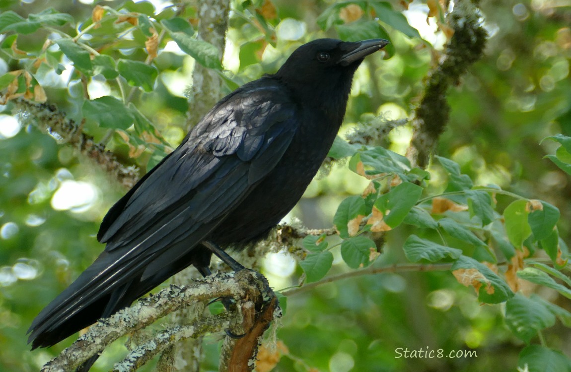 Crow standing on a branch