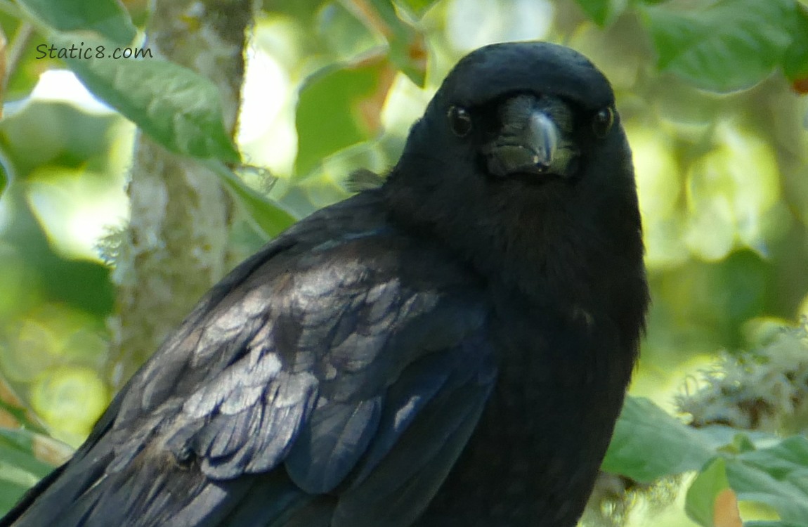 Crow standing on a branch