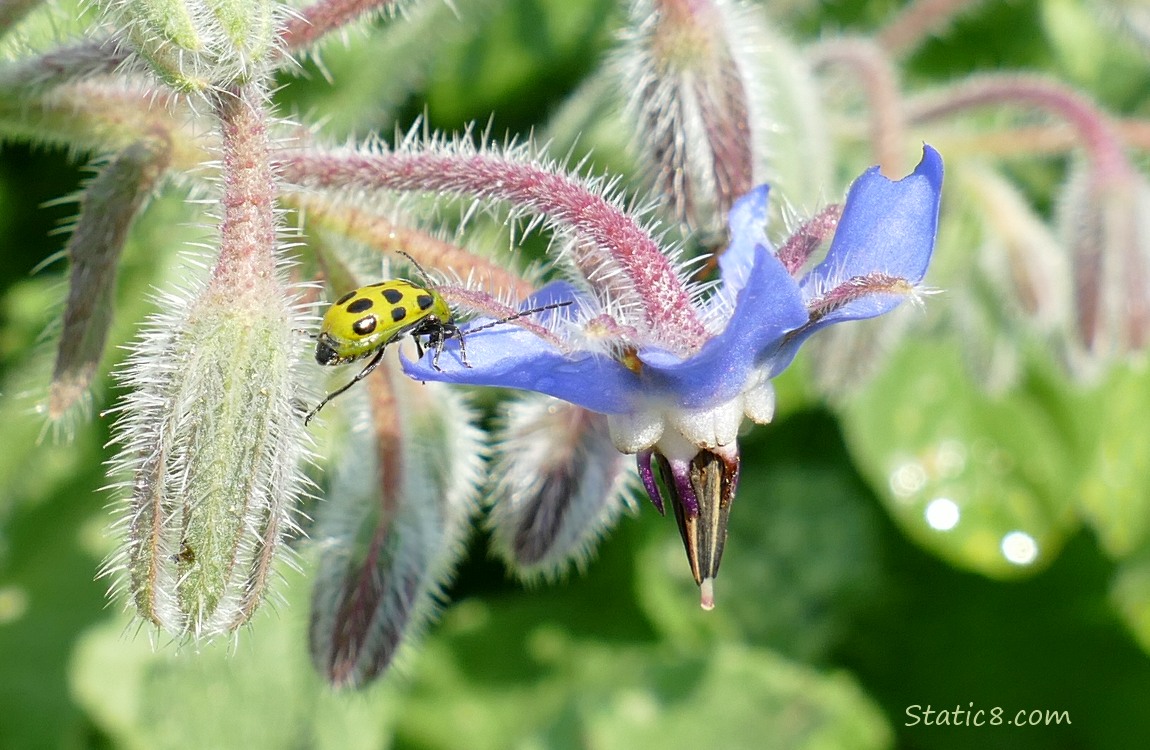 Cucumber Beetle climbing on a Borage bloom