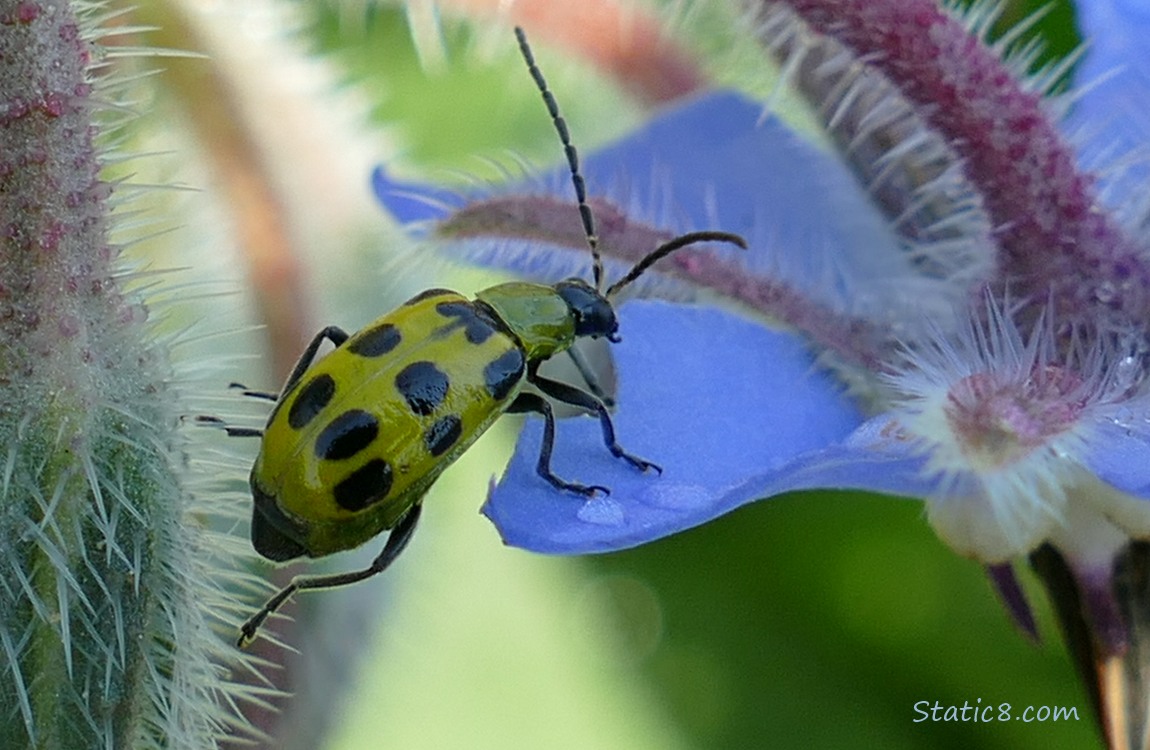 Close up of a Cucumber Beetle climbing on a Borage bloom