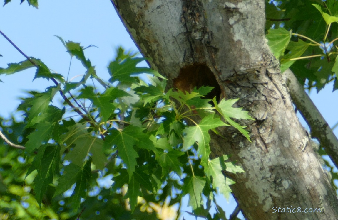 Woodpecker hole in a tree trunk