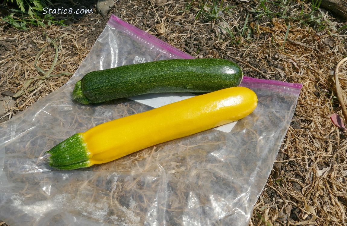 Green and yellow zucchini harvested and lying on the ground