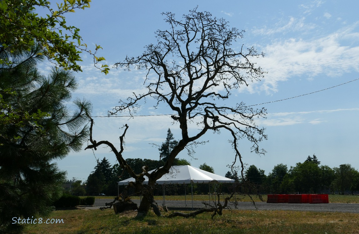 Fallen Leaning Tree