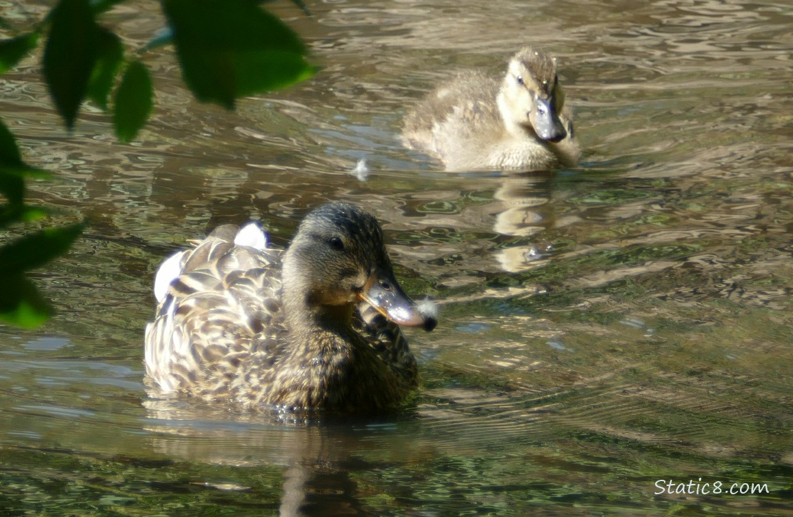 Mama Mallard and a duckling, paddling on the water