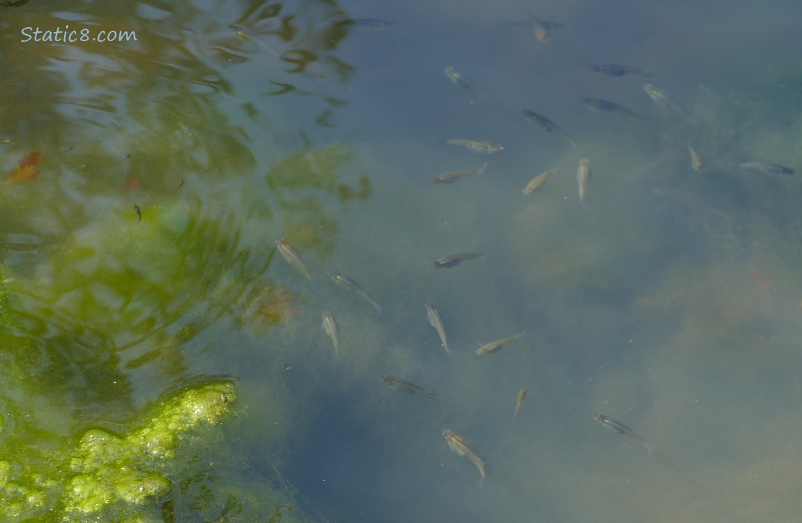 Minnows swimming in the water