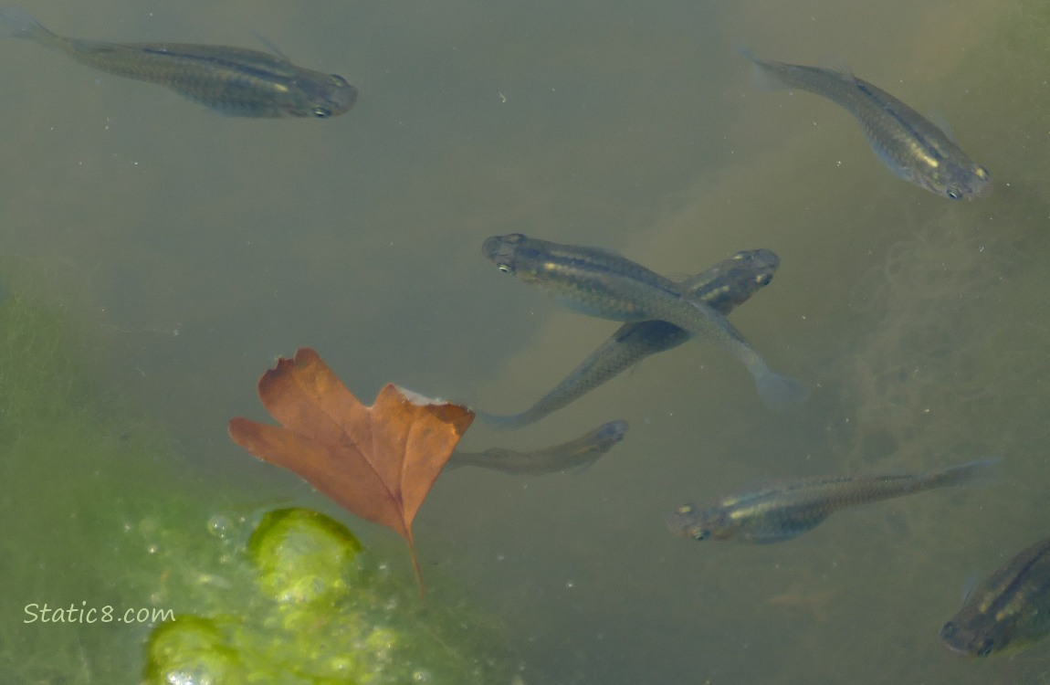 Minnows swimming in the water