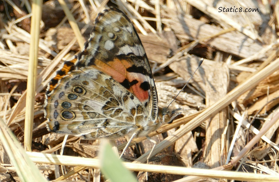 Butterfly standing on dry grass