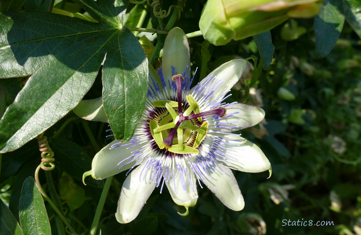 Passion Fruit bloom