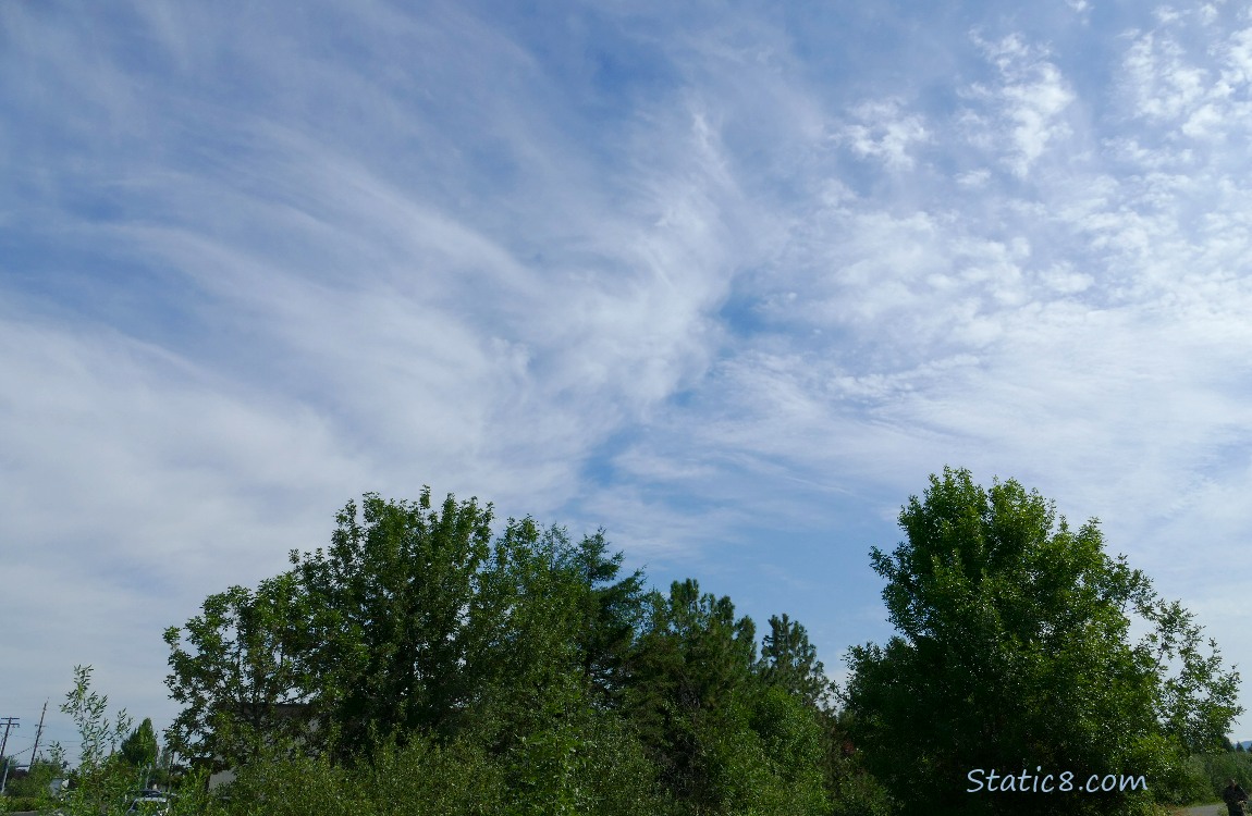 Cirris clouds in the sky over trees