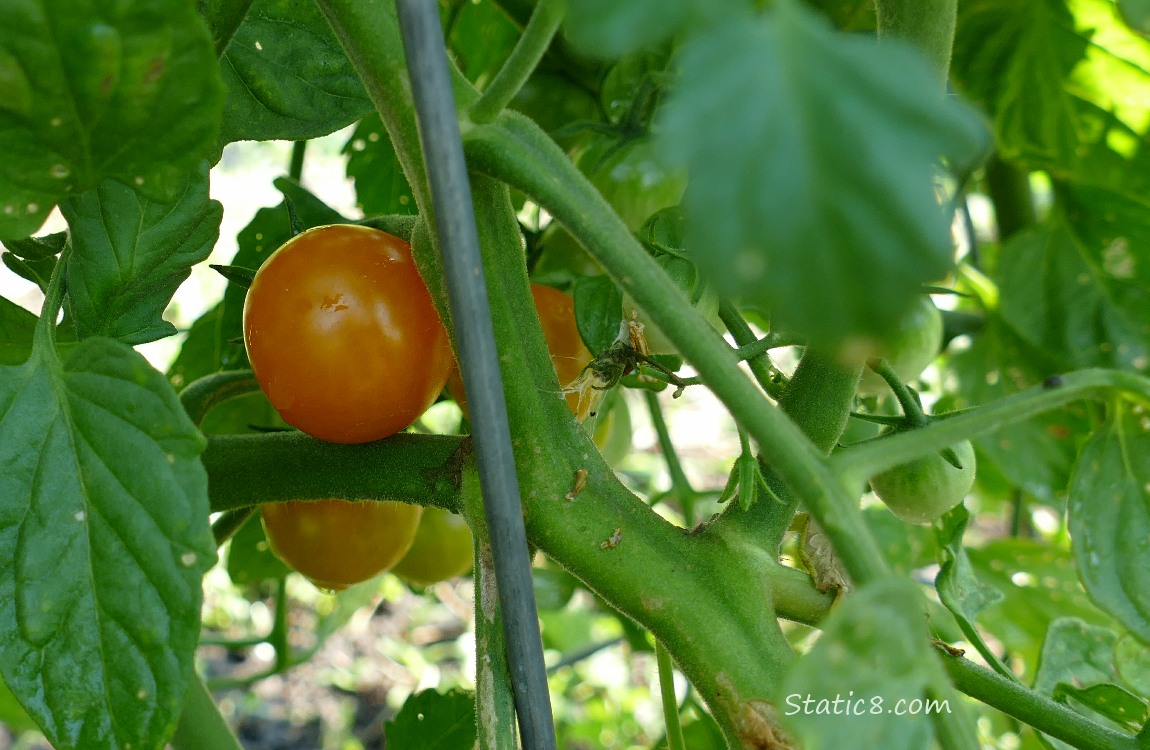 Cherry tomatoes ripening on the vine