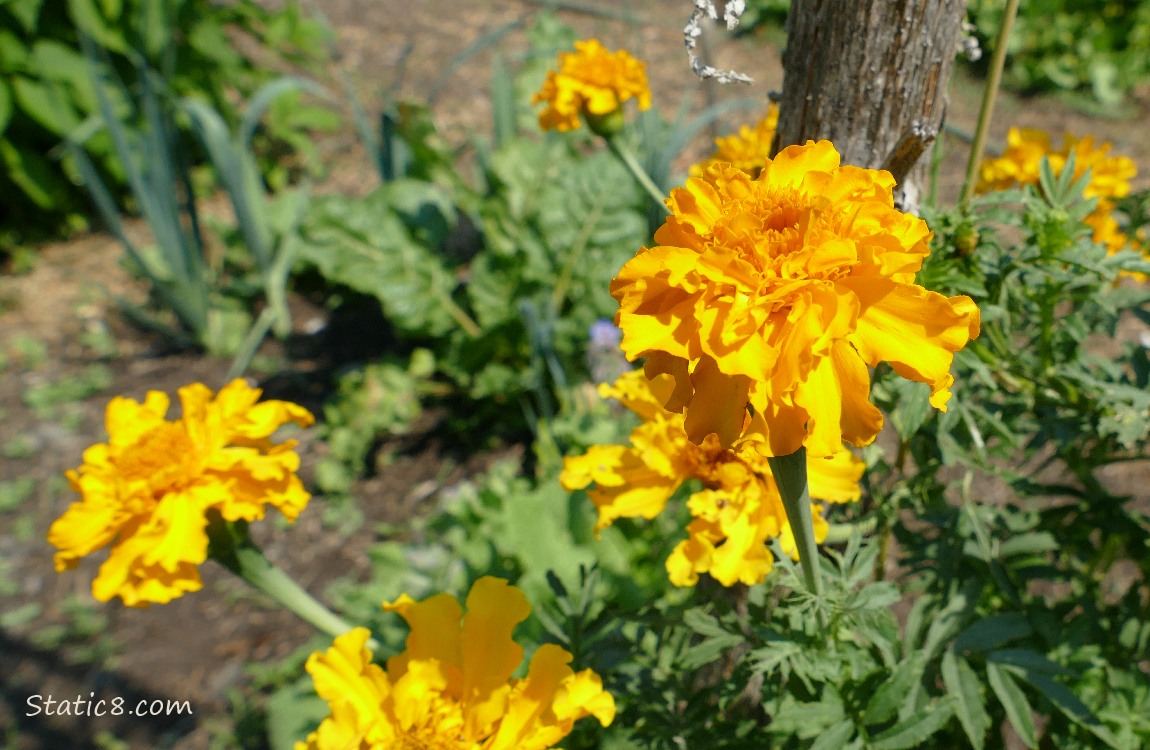 Marigold blooms