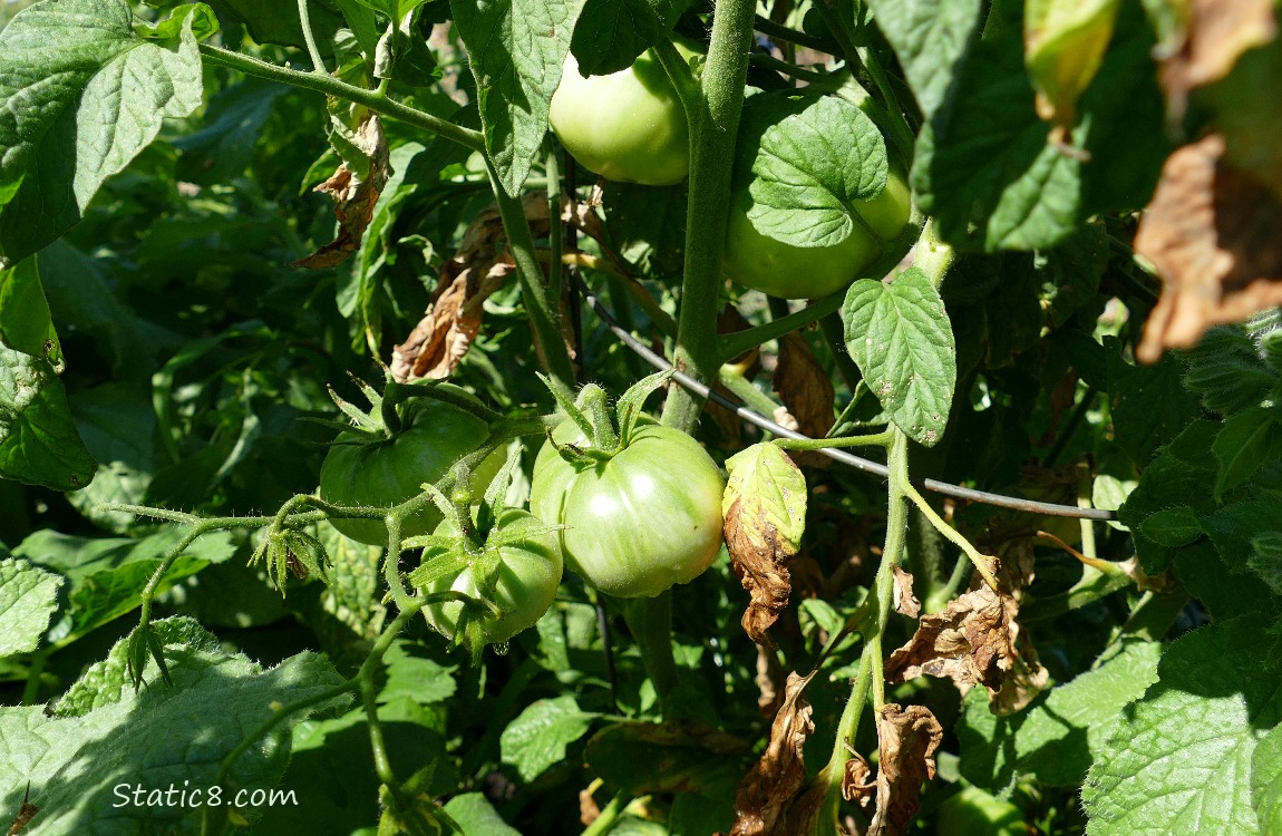 Green tomatoes on the vine