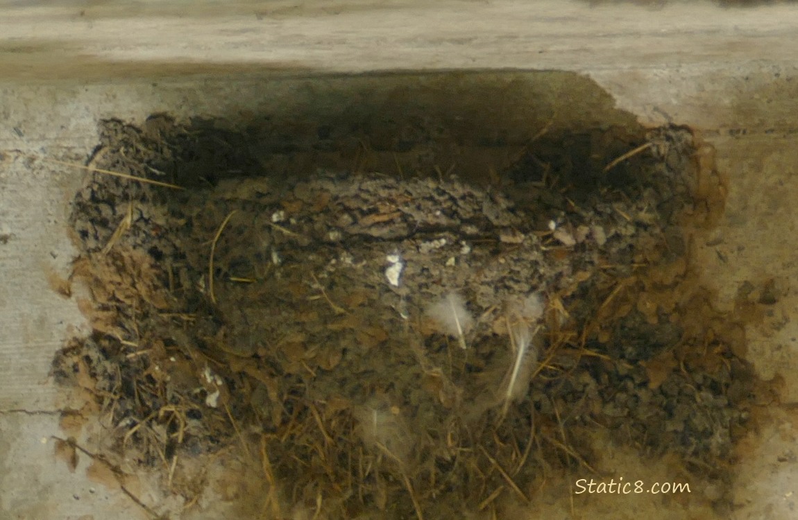 Barn Swallow nest with no one in it