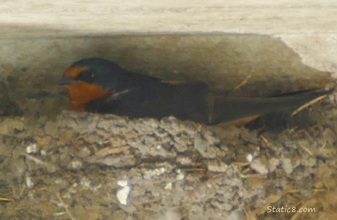 Barn Swallow sitting in the nest