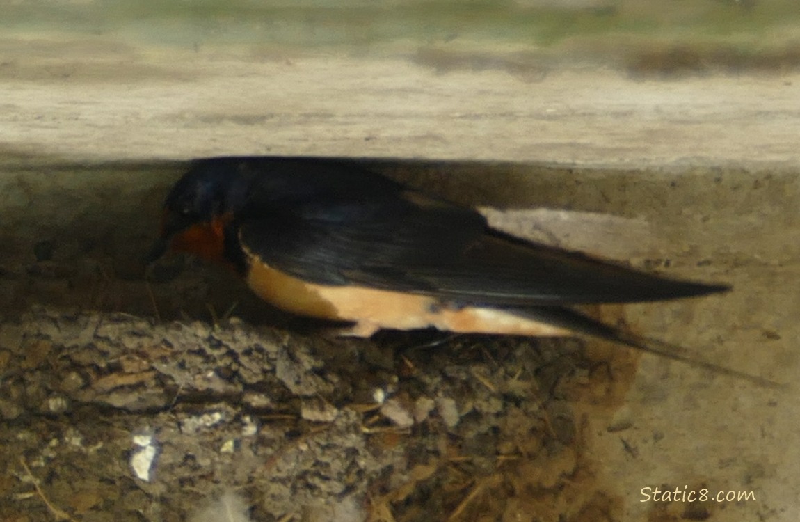 Barn Swallow parent standing on the edge of the nest, looking in