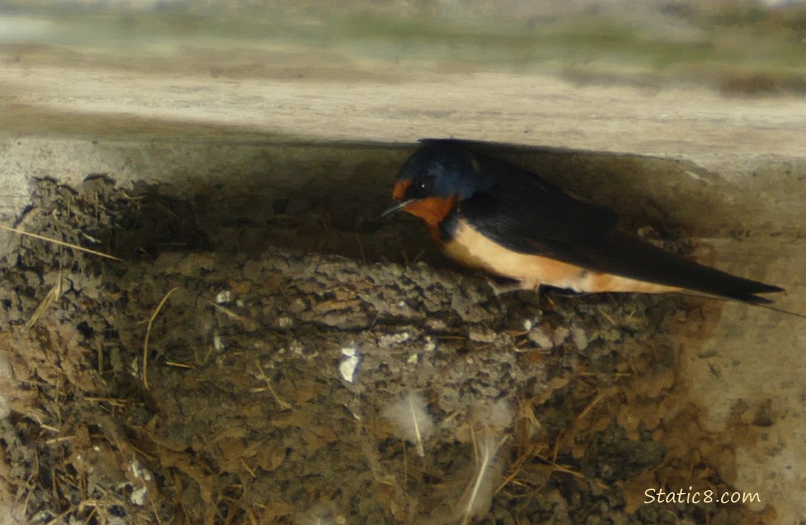 Barn Swallow parent perching on the edge of the nest