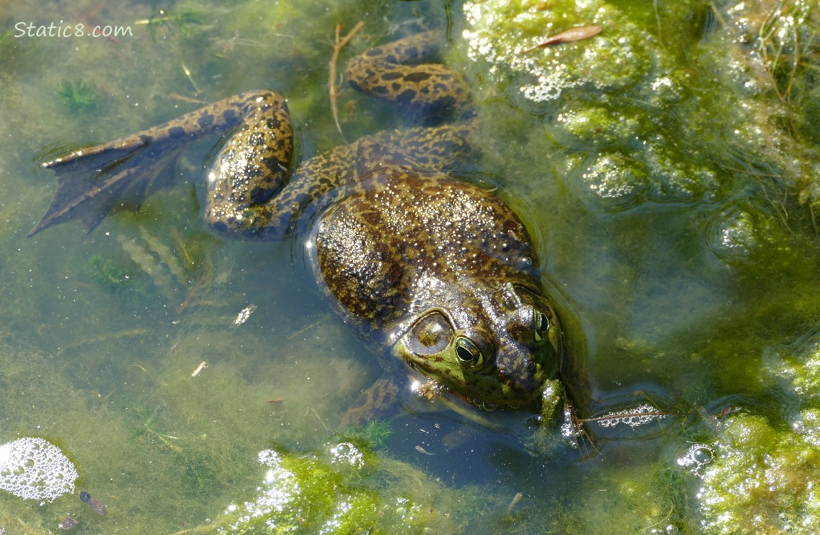 Bullfrog floating in the water