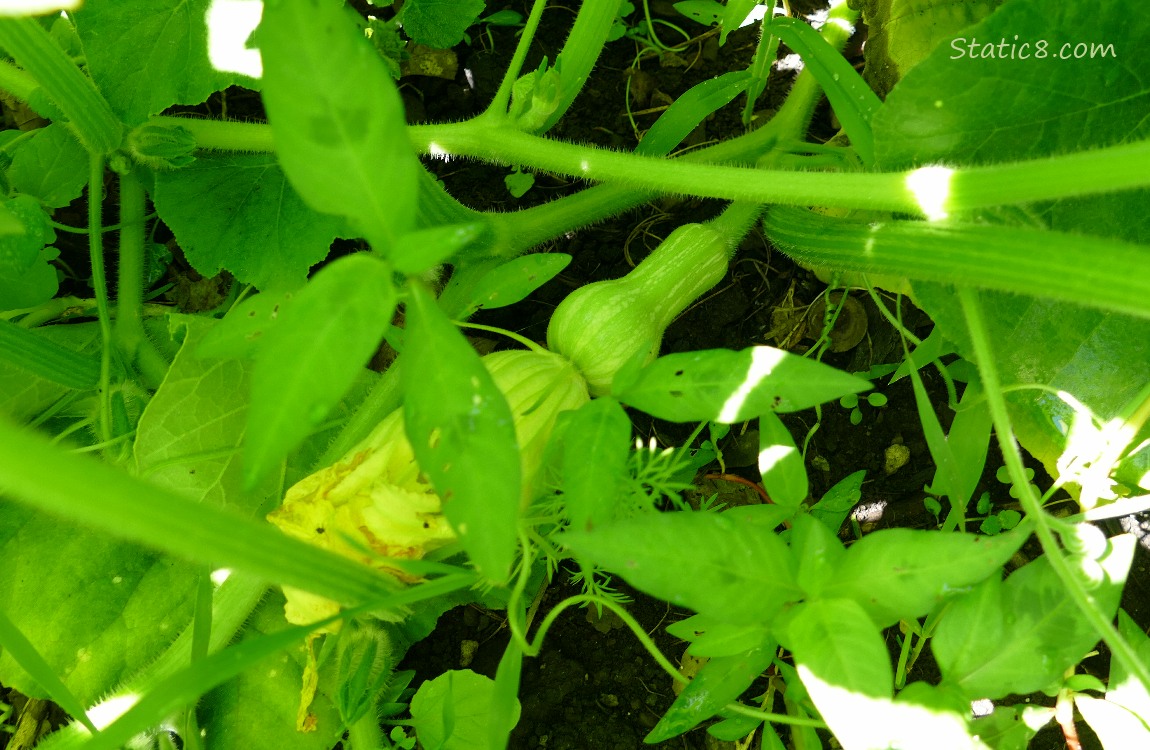 Butternut growing on the vine