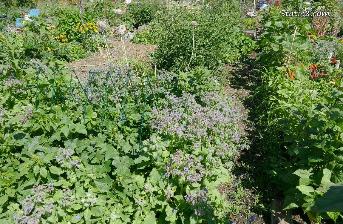 Garden Plot